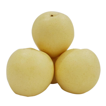 High Quality Hot Selling 2021 New Export Natural Crop Tasty Fresh Fruit Nashi Pear